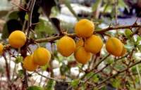 Yellow fruits, not as round as glauca fruits.