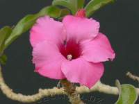 Large fullcolour flowers on a plant that needs max light to prevent legginess.