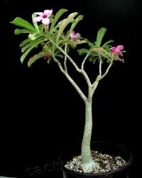 Sometimes the longer branches become too heavy for their strength. If they sag some pruning is in order.