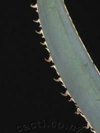 Toothage on leafedge.