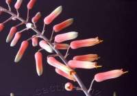 Closeup of flowering raceme.