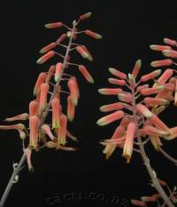 Flowers compared with Aloe fleurentiniorum fleurentiniorum on left.