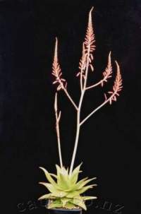 Tall inflorescence for a smallish plant.