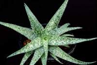 Single rosette.