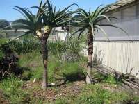 …. after weight-reduction. Voila, a rare two-headed plant!!