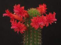 Has lovely blood red zygomorphic flowers often opening en masse.