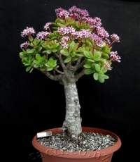 Nice bonsai specimen of this profuse winter bloomer.