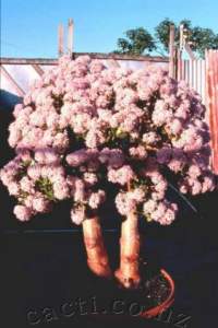 This is the original plant from which all later 'Cherry Blossom's were grown.