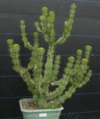 Large old plant (the blue lines are at 30cm intervals).