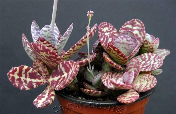 Kalanchoe Figuereidoi