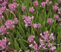 Ledebouria cooperi