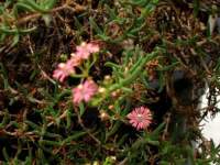 tiny pink flowers are not always produced.