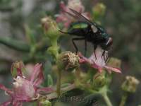 Fly pollinator.