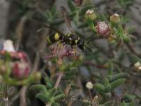 Wasp pollinator.
