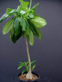 Shows the summer foliage.