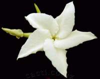 Flower is about 13cms diameter