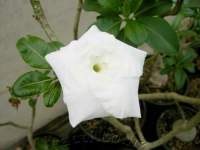 This flower curled up its petals on a very hot day.