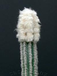 Woolliness cometh witth maturity. And bright light.