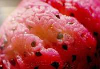 Close-up of brain (or fruit?).