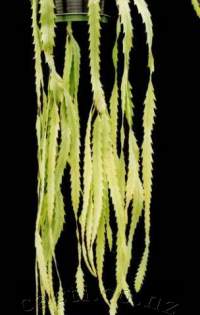 Feed and water frequently to keep leaves flat and avoid thin adventitious shoots taking over......