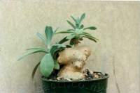 Old plant,with caudex. Grown hard.
