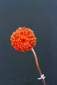 Closeup of flowers.