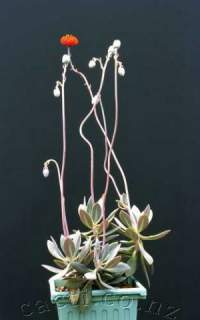 How the plant looks.