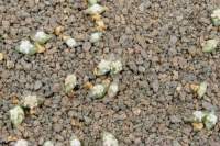 The current crop as it was in April 2001, 68 days after sowing.