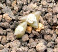 Freak 3-cotyledoned seedling.