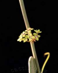 Flowers and a blurry tendril.