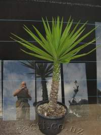 A later view of that other form.