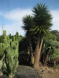 Huge old ones, available for removal at the nursery.